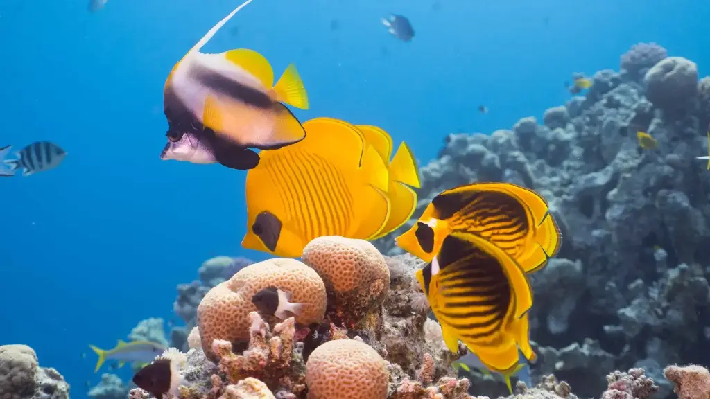 PADI Discover Scuba Diving