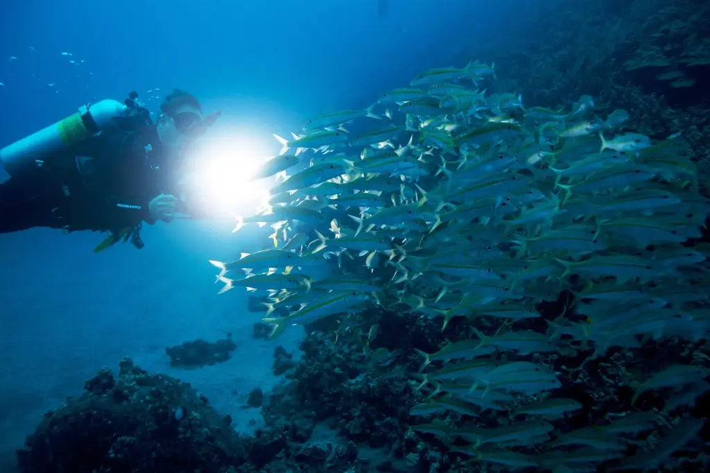 PADI Night Diver