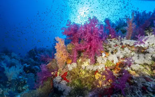 [121] PADI Deep Diver E-Learning